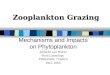 Zooplankton Grazing