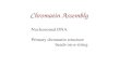 Chromatin Assembly