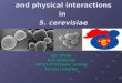 Joint analysis of genetic and physical interactions in  S. cerevisiae