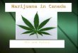 Marijuana in Canada