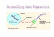 Controlling Gene Expression