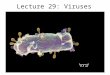 Lecture 29: Viruses