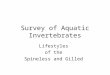 Survey of Aquatic Invertebrates