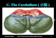 C. The Cerebellum ( 小脑 )