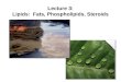 Lecture 3: Lipids:  Fats, Phospholipids, Steroids