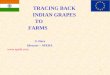 TRACING BACK  INDIAN GRAPES                           TO                      FARMS S. Dave