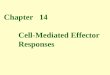 Chapter   14        Cell-Mediated Effector         Responses