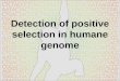 Detection of positive selection in humane genome