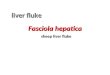 Fasciola  hepatica sheep liver fluke