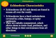 Echinoderm Characteristics