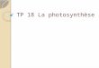 TP 18 La photosynthèse