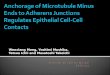 Anchorage of Microtubule Minus Ends to Adherens Junctions Regulates Epithelial Cell-Cell Contacts