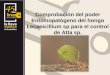 Comprobación del poder Entomopatógeno del hongo Lecanicillium sp para el control de Atta sp