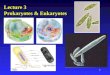 Lecture 3 Prokaryotes & Eukaryotes