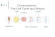 Chromosomes,  The Cell Cycle and Mitosis