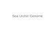 Sea Urchin Genome