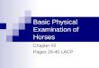 Basic Physical Examination of Horses