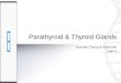 Parathyroid & Thyroid Glands
