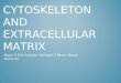 Cytoskeleton and Extracellular Matrix