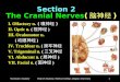 Section 2  The Cranial Nerves ( 脑神经 )