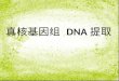 真核基因组  DNA 提取
