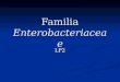 Familia  Enterobacteriaceae