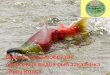 Видовое разнообразие лососевых видов рыб заказника «Река Коль»