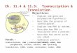Ch. 11.4 & 11.5:  Transcription & Translation