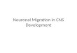 Neuronal Migration in CNS Development