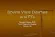 Bovine Virus Diarrhea and PI’s
