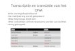 Transcriptie en translatie van het DNA