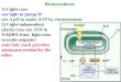 Photosynthesis  1) Light rxns use light to pump H + use ∆ pH to make ATP by chemiosmosis