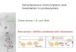 Simultaneous transcription and translation in prokaryotes