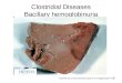 Clostridial Diseases Bacillary hemoglobinuria
