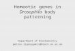 Homeotic genes in  Drosophila  body patterning