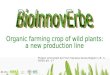 Organic farming crop of wild plants:  a new production line