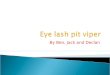 Eye lash pit viper
