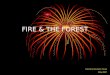 FIRE & THE FOREST