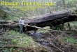 Riparian Thinning Logic Jack Sleeper - Siuslaw National Forest March 20, 2008