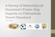 A Survey of Reintroduced Gunnison’s Prairie  D og  I mpacts on  Chihuahuan Desert Grassland