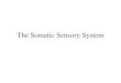 The Somatic Sensory System