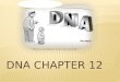 DNA Chapter 12