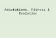 Adaptations, Fitness  &  Evolution