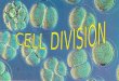 Cell  Reproduction