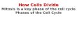 How Cells Divide Mitosis is a key phase of the cell cycle Phases of the Cell Cycle