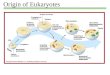 Origin of  Eukaryotes