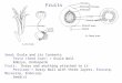 Seed:  Ovule and its Contents Testa (Seed Coat) =  Ovule Wall     Embryo, Endosperm