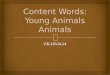 Content Words: Young Animals Animals