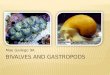 Bivalves  and  Gastropods