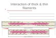 Interaction of thick & thin filaments